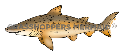 Sand Tiger Shark