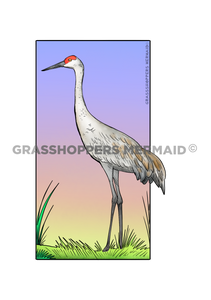 Sandhill Crane
