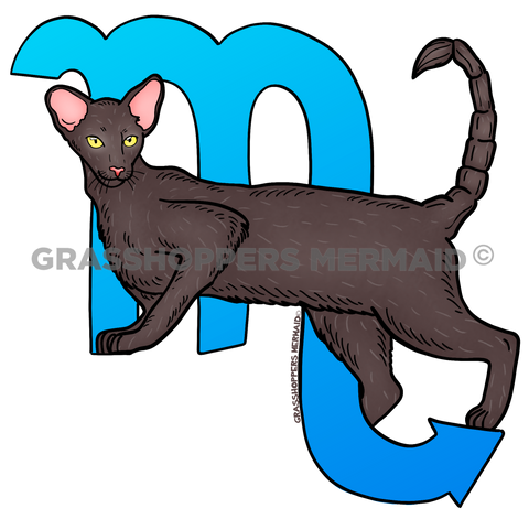 Scorpio Cat