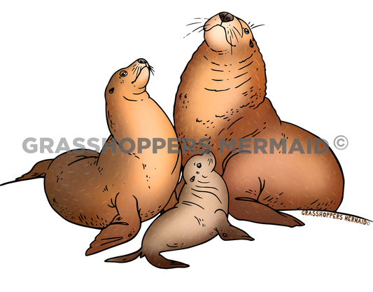 Sea Lion Family