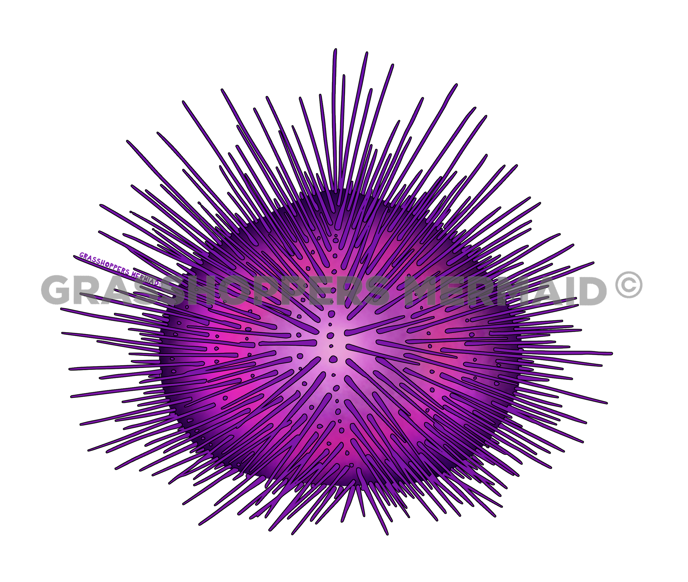 Sea Urchin
