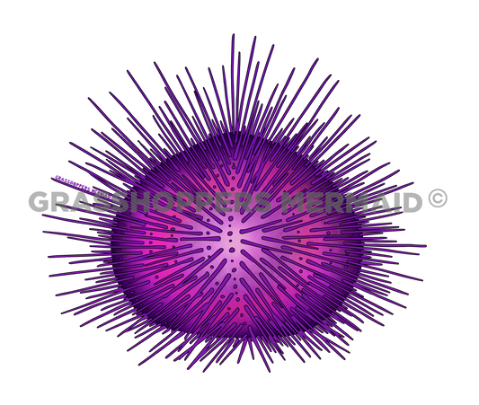 Sea Urchin