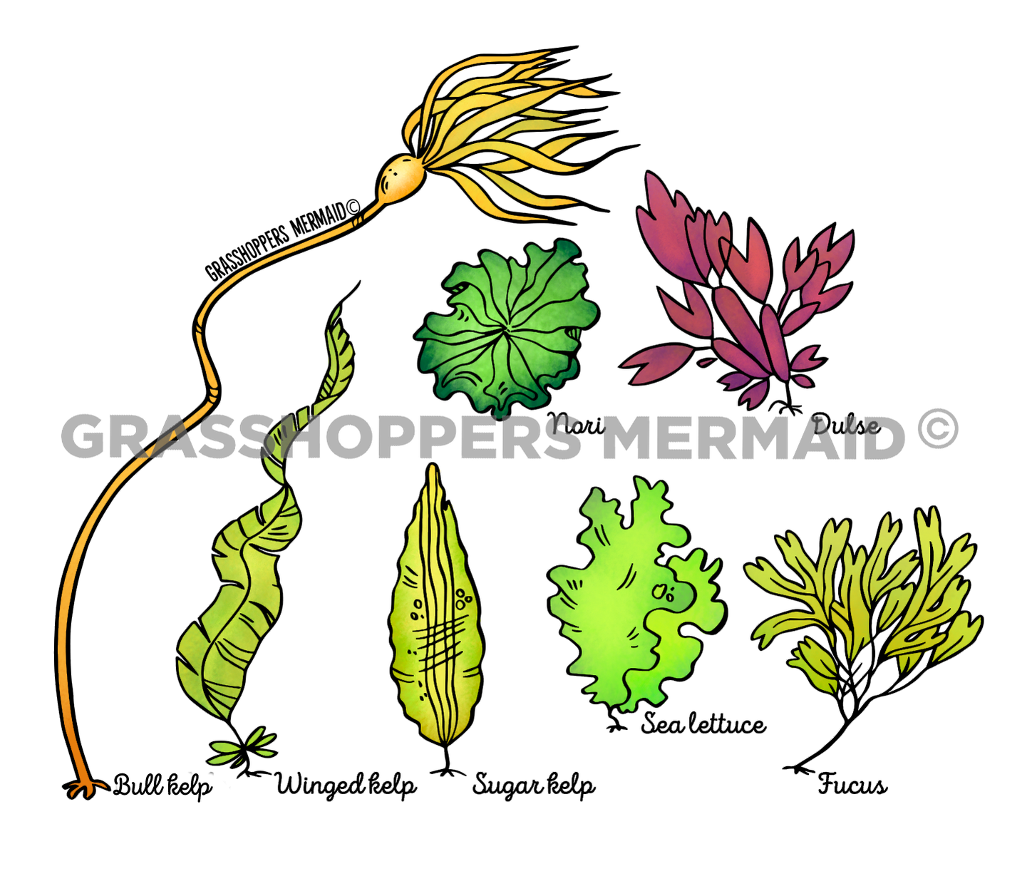 Seaweed Collage