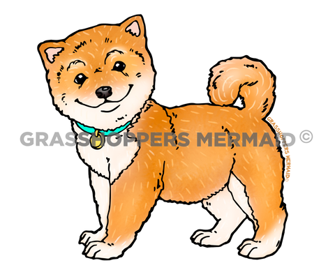 Shiba Inu Dog