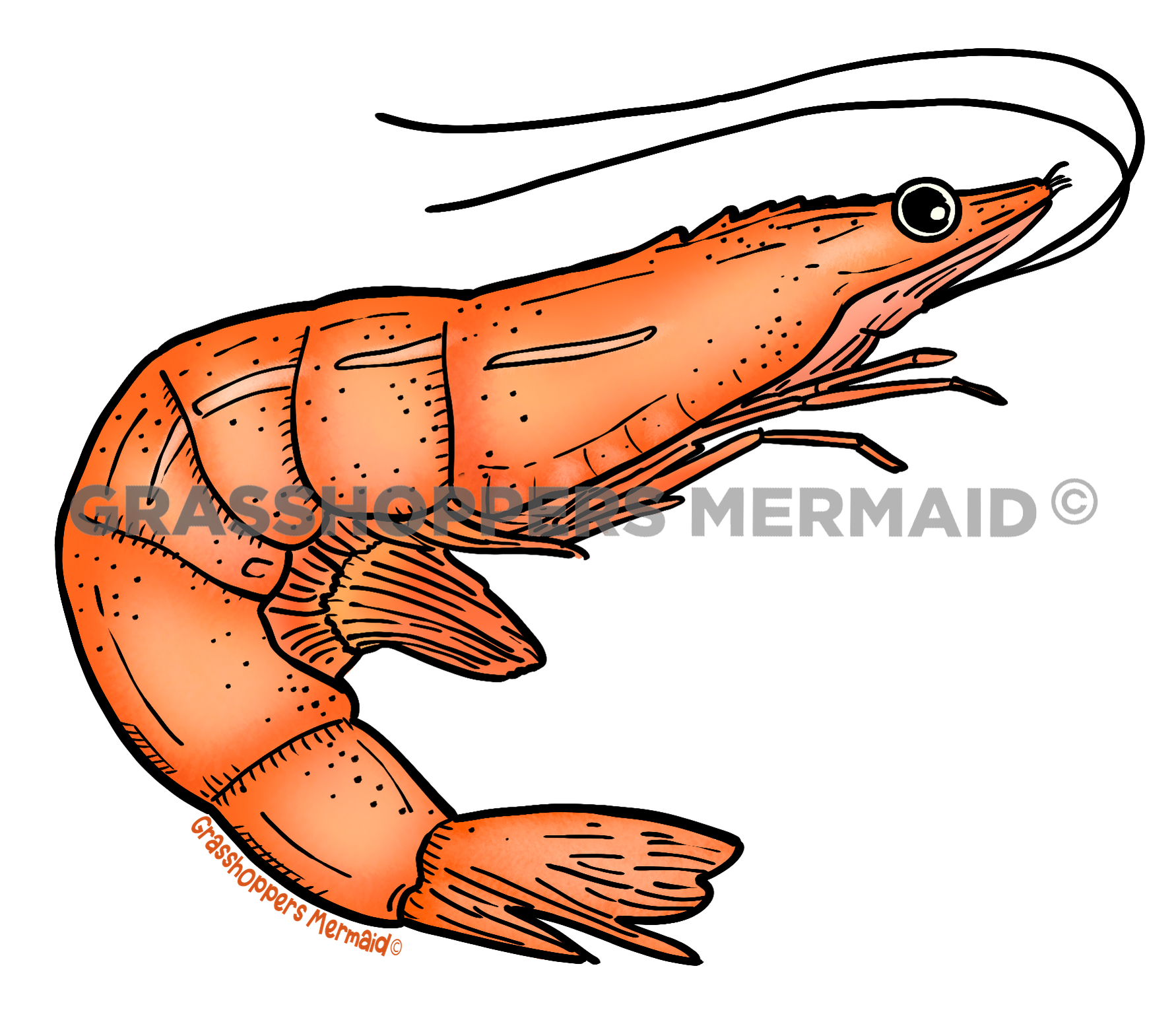 Solo Shrimp