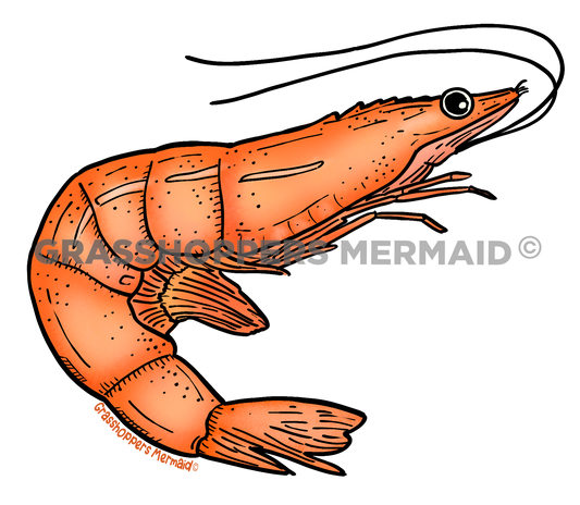 Solo Shrimp
