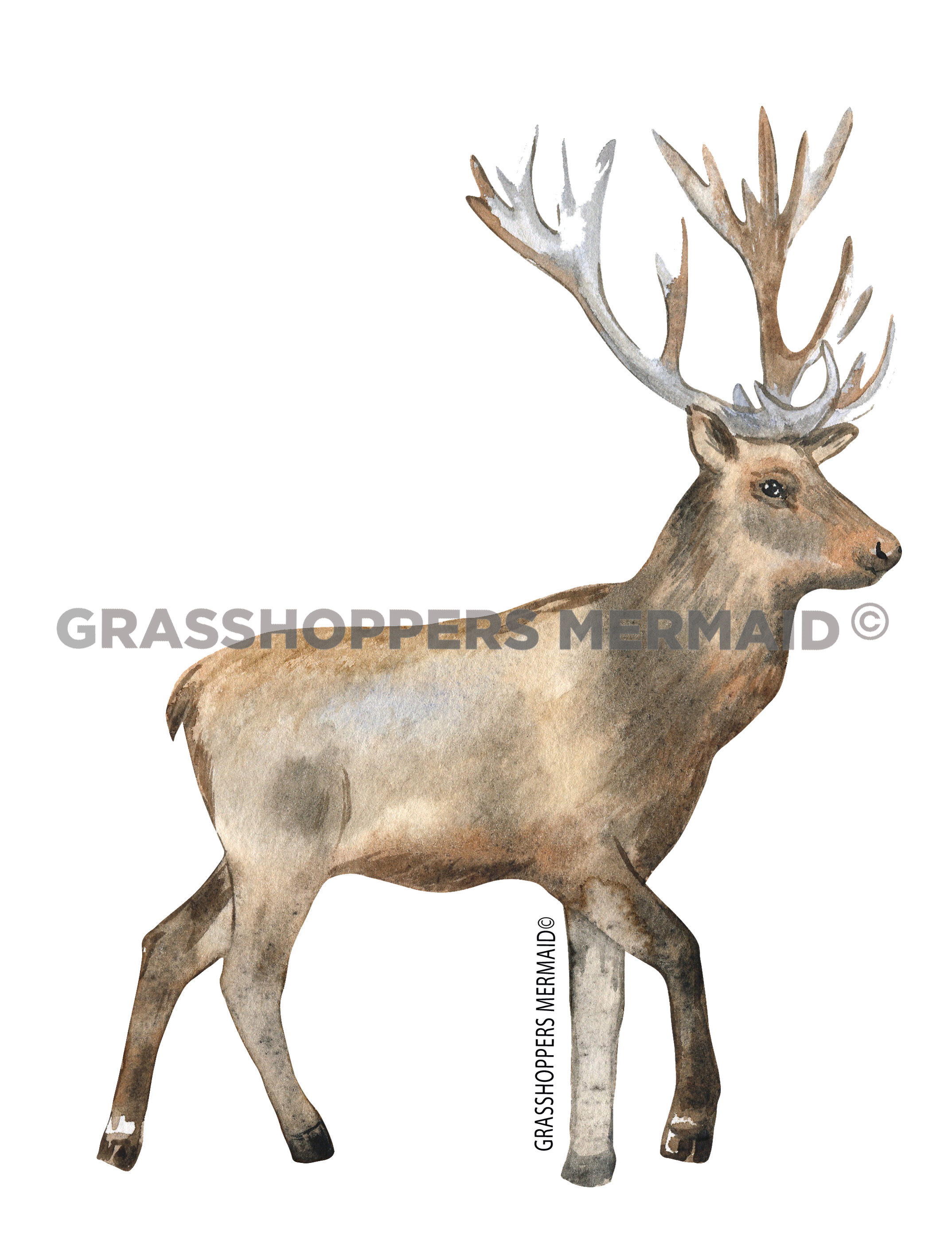 Solo Elk