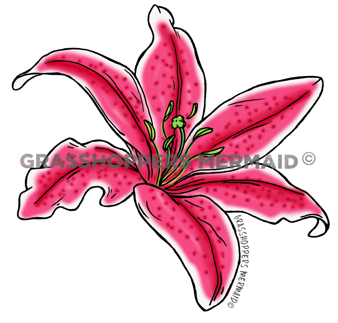 Stargazer Lilly