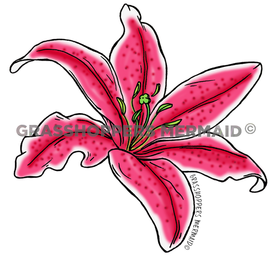Stargazer Lilly