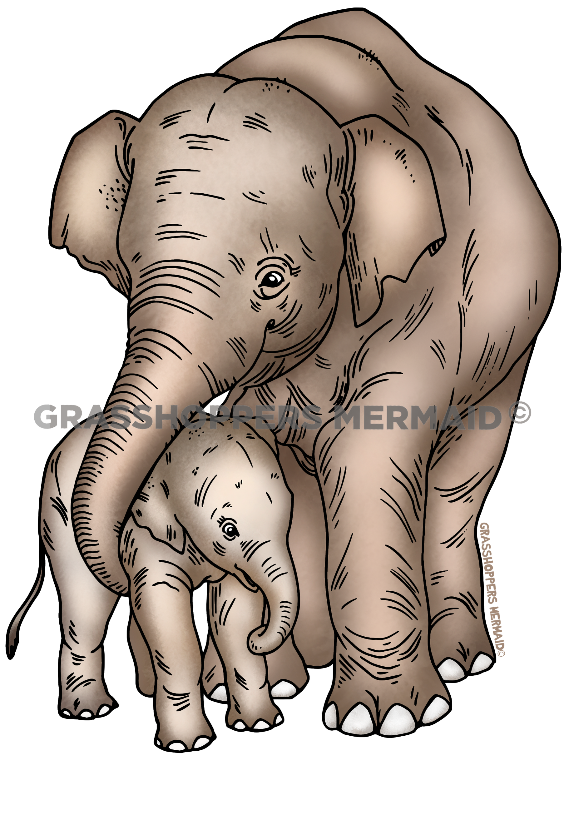 Thai Elephant Baby