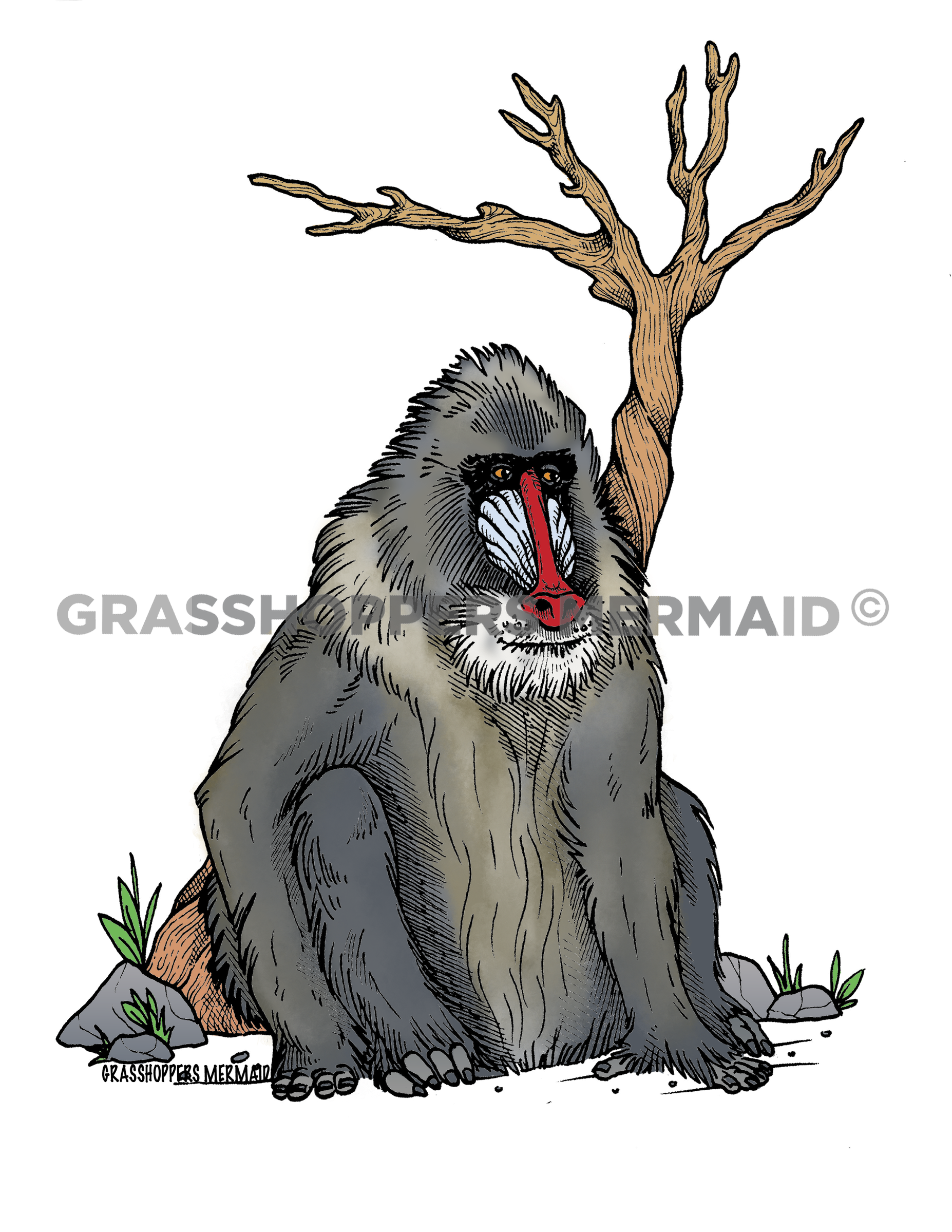 The Mandrill