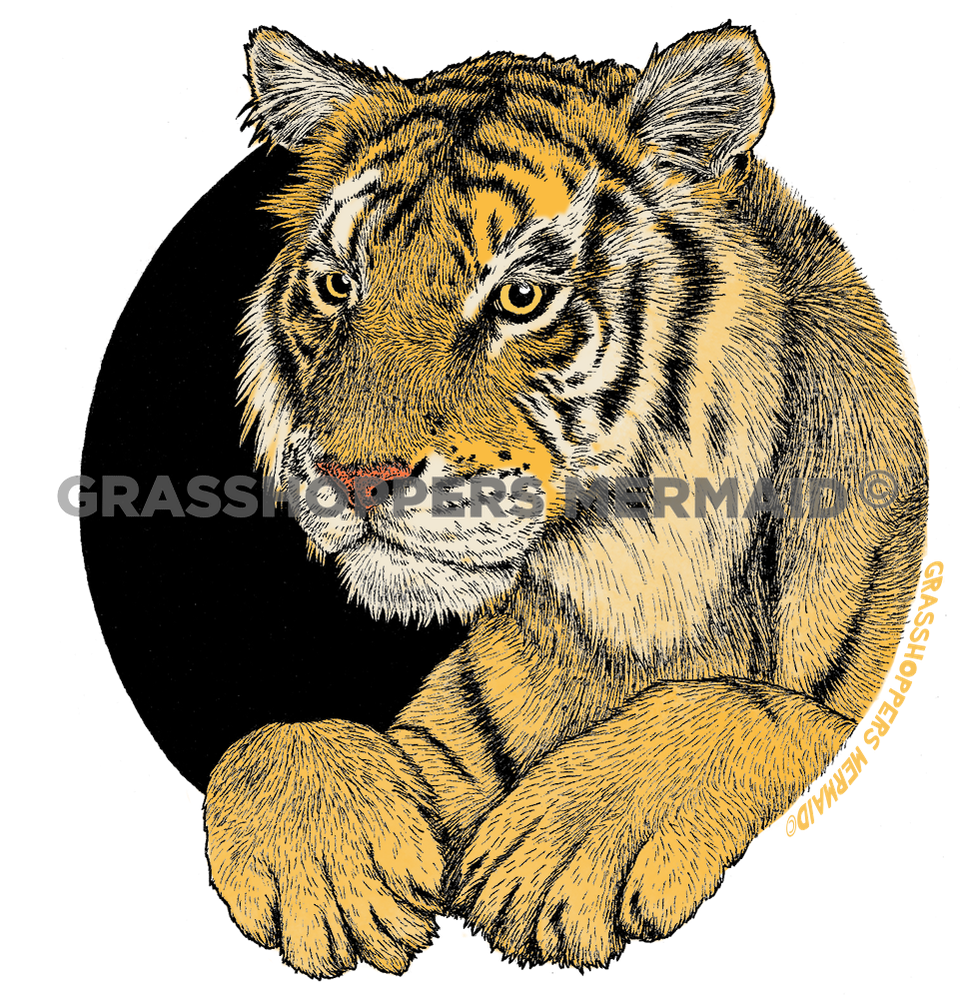 Tiger Portrait