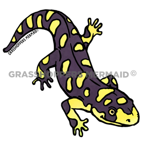 Tiger Salamander