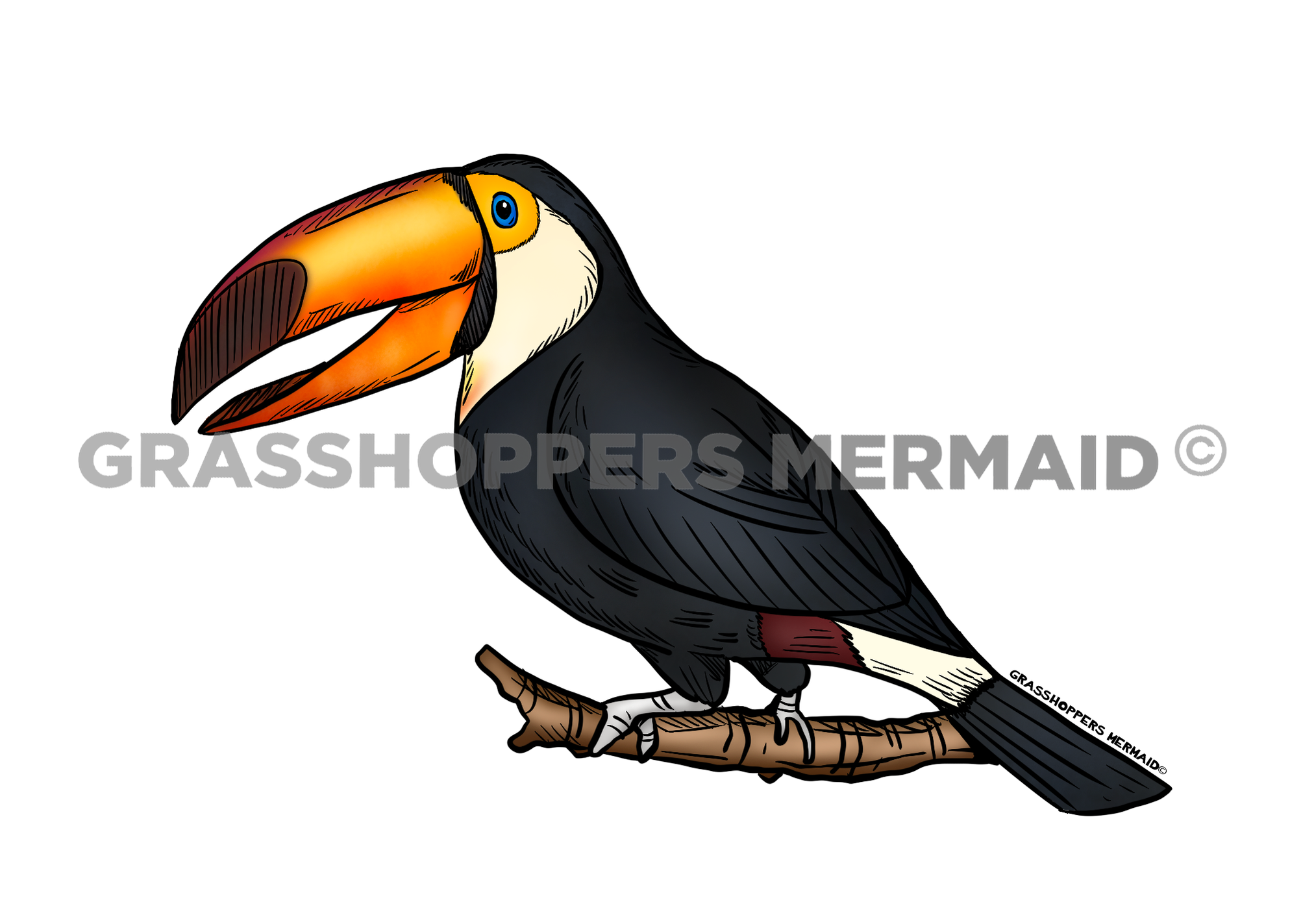 Toucan Solo