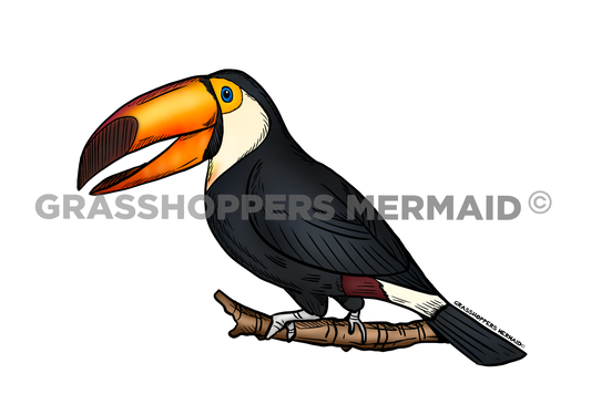 Toucan Solo
