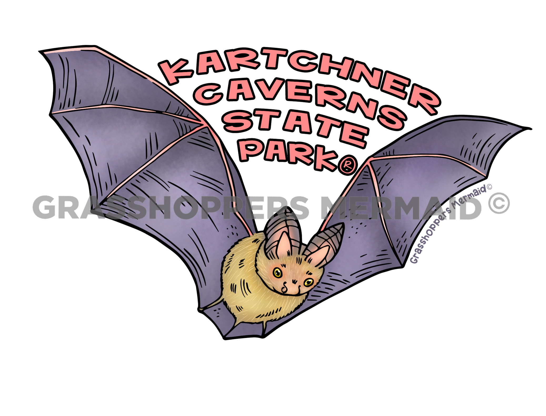 Townsends Big Eared Bat