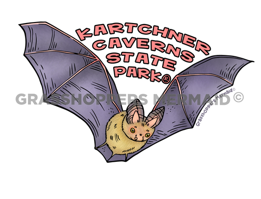 Townsends Big Eared Bat
