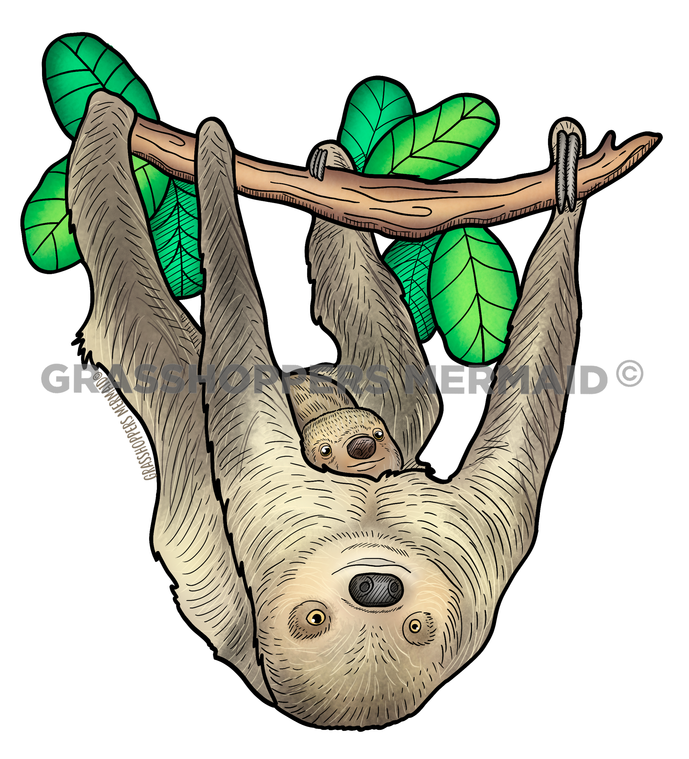 Two-Toed Sloth Fam