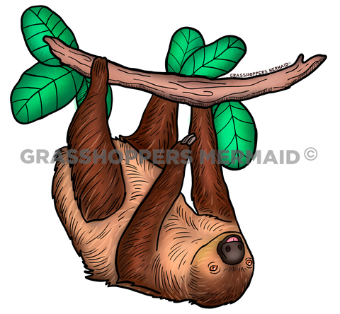 Two-Toed Sloth Hanging