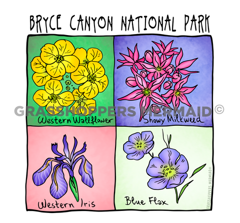 Utah Wild Flowers