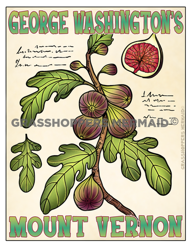 Vintage Figs