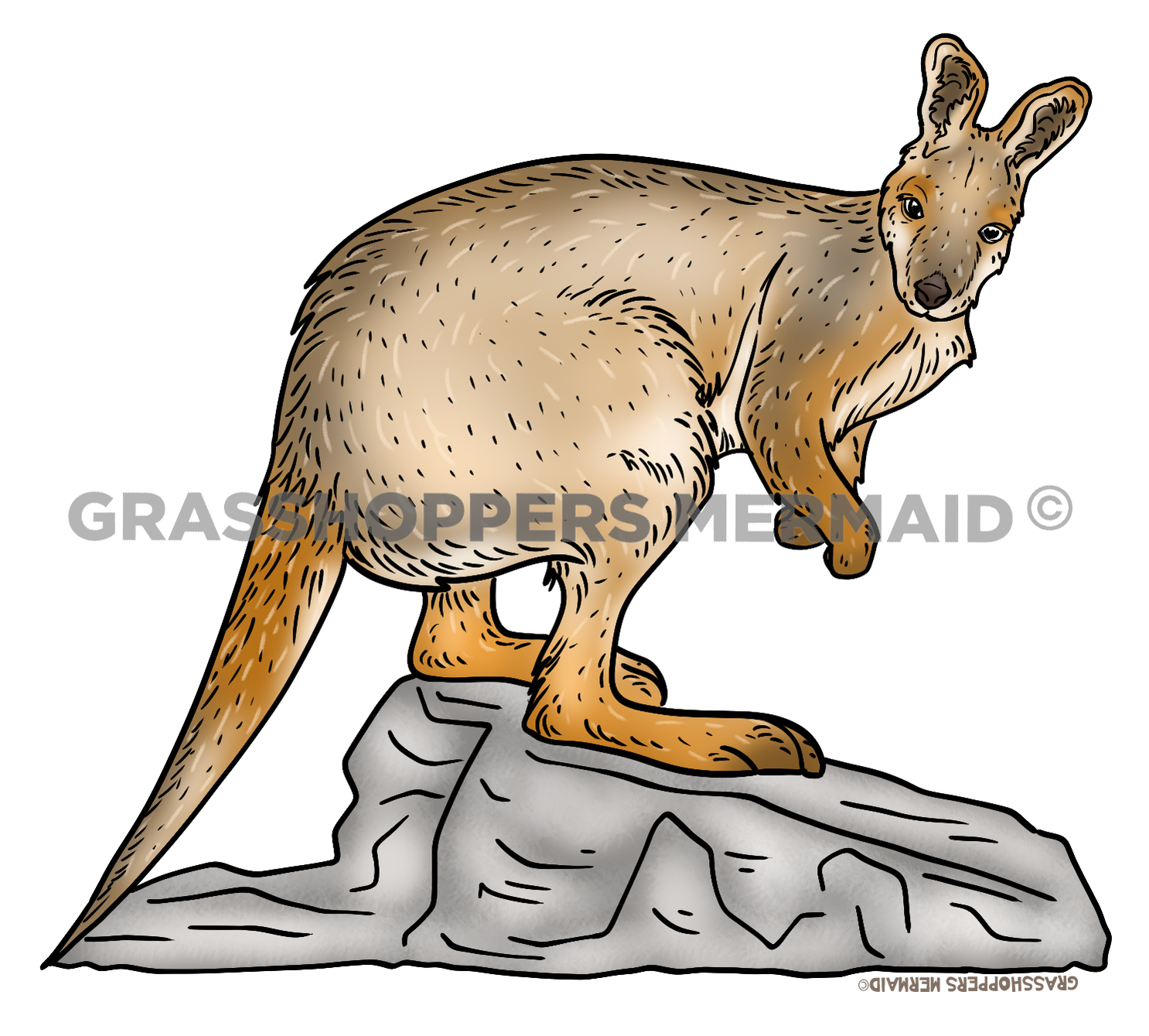 Wallaby Perched