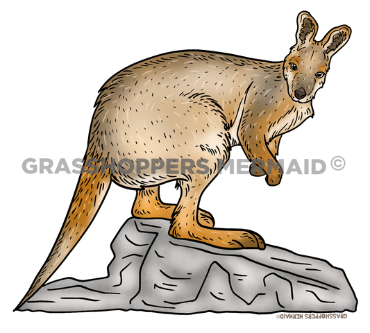Wallaby Perched