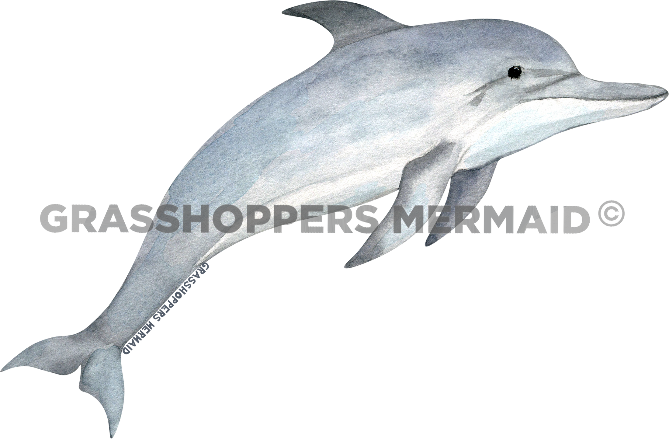 Watercolor Adult Dolphin