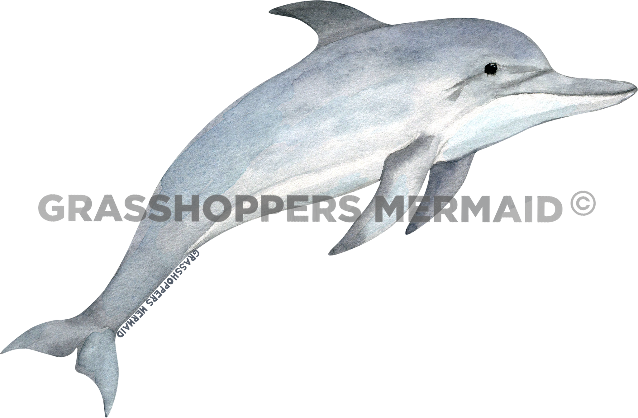 Watercolor Adult Dolphin