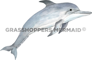 Watercolor Adult Dolphin