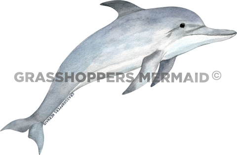 Watercolor Adult Dolphin