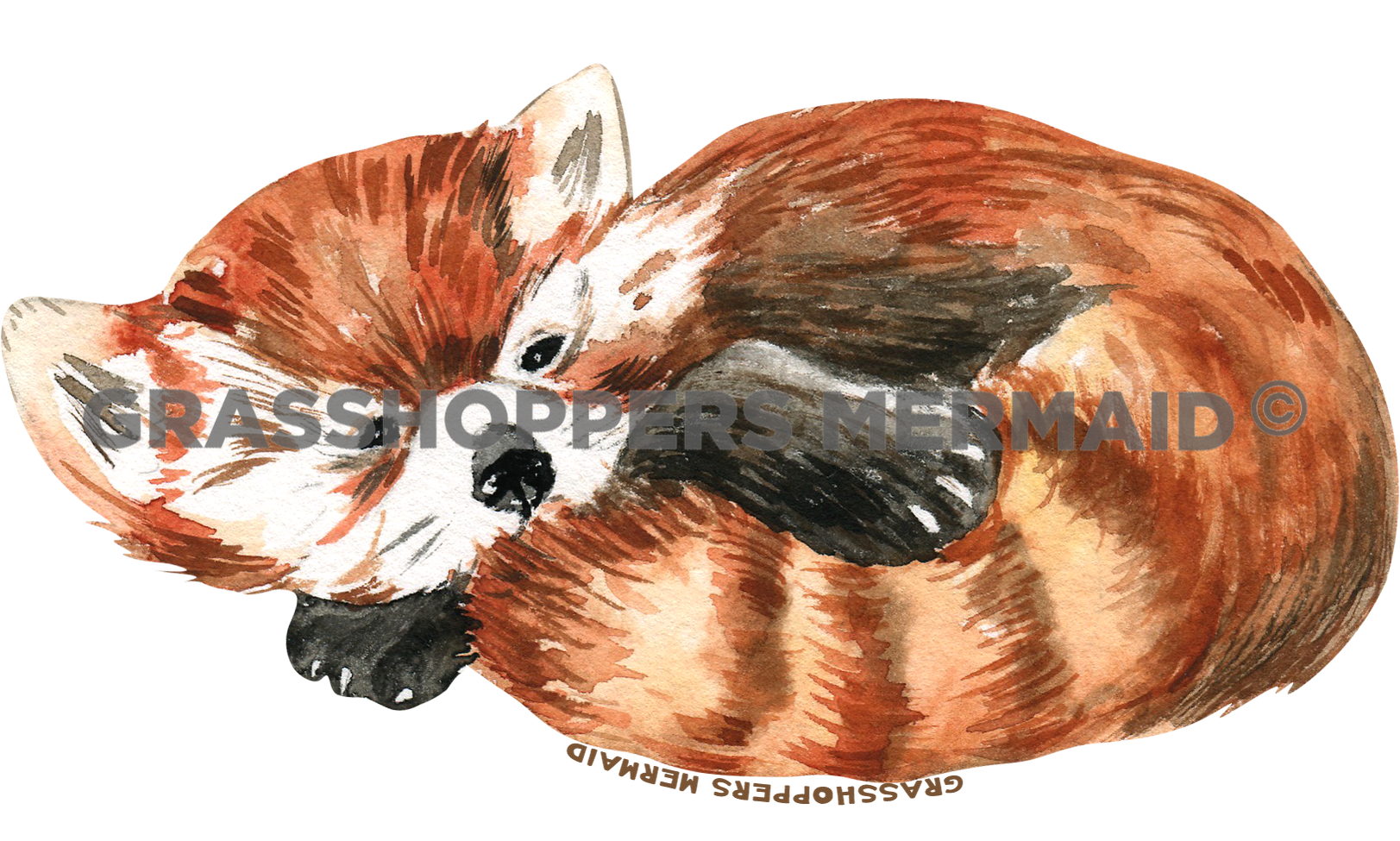 Watercolor Baby Red Panda
