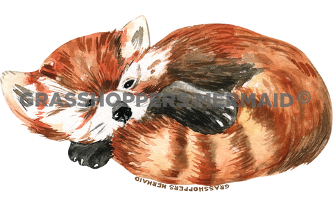 Watercolor Baby Red Panda