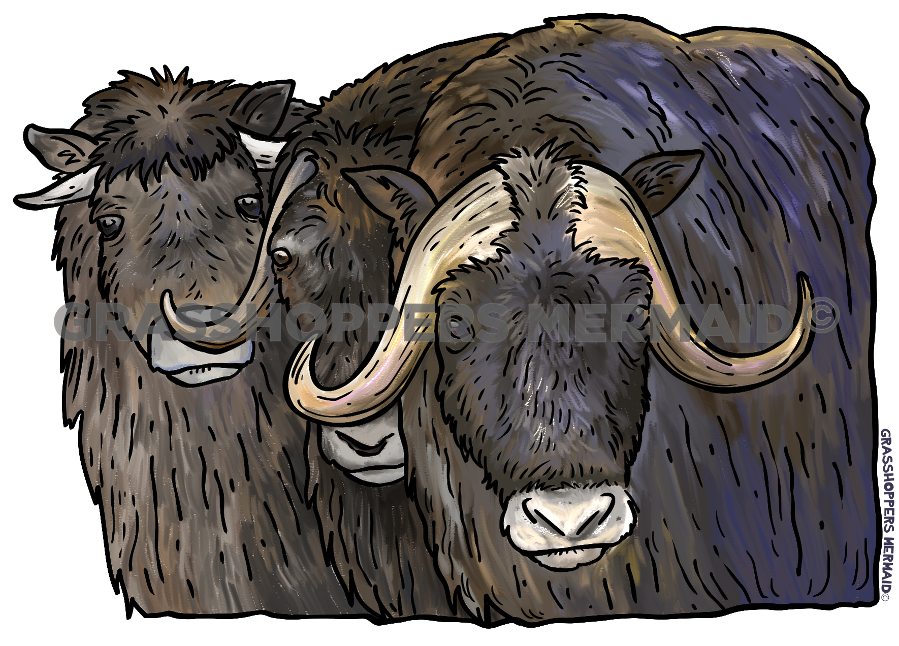 Watercolor Musk Ox