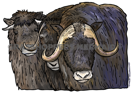 Watercolor Musk Ox