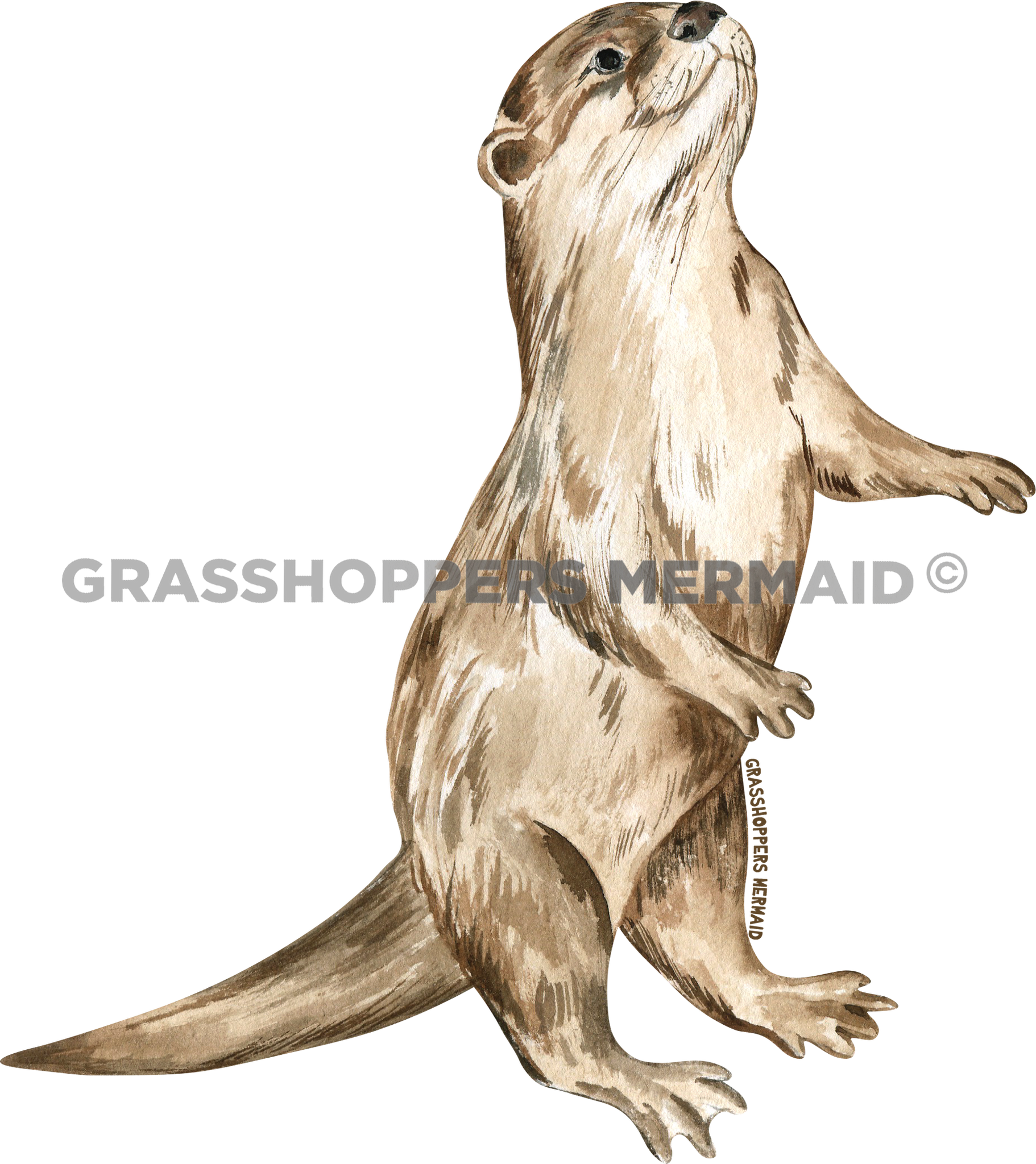 Watercolor Otter Tricks