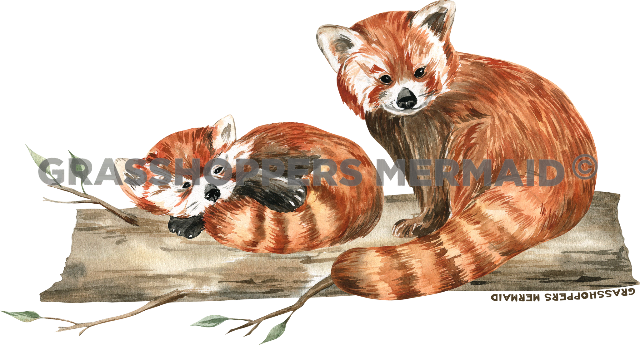 Watercolor Red Panda Nap