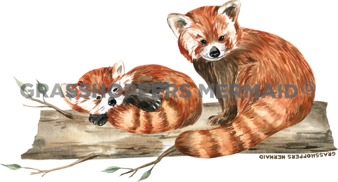 Watercolor Red Panda Nap