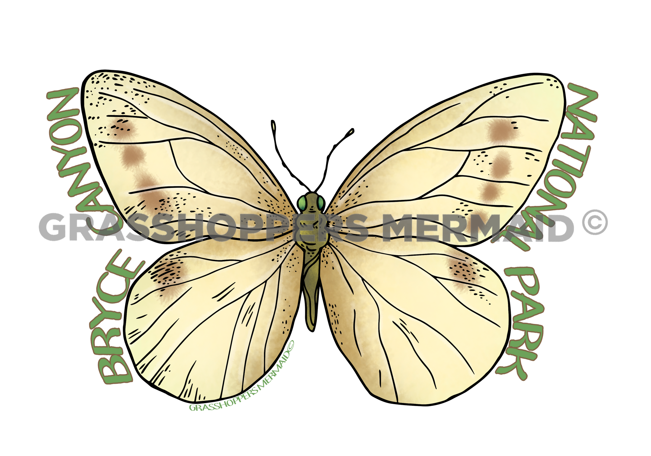 White Cabbage Butterfly