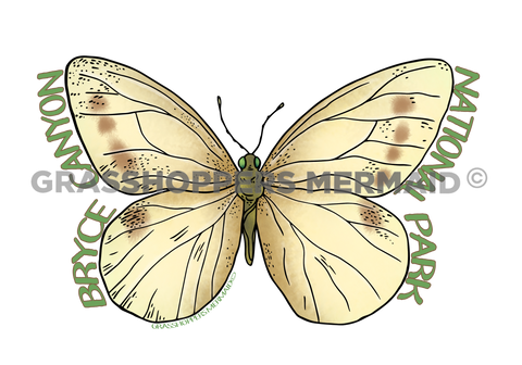 White Cabbage Butterfly