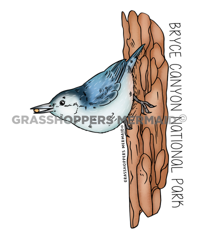 White-breasted Nuthatch