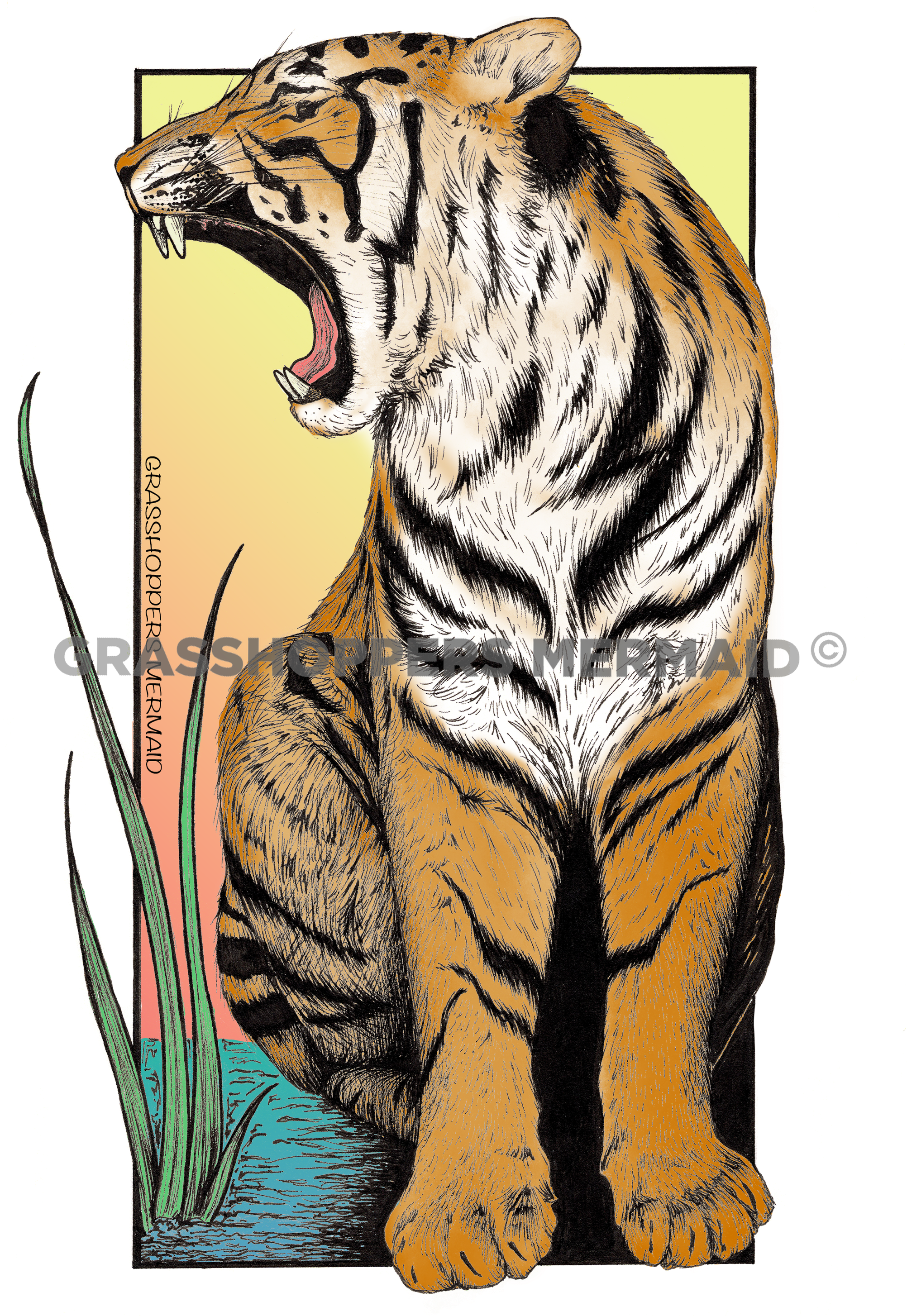 Tiger Yawning