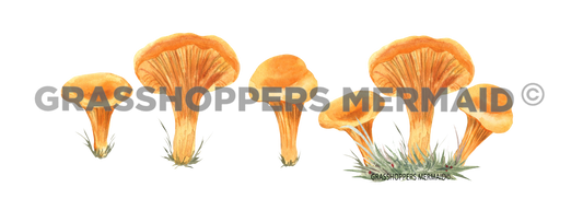 Yellow Mushroom Lineup