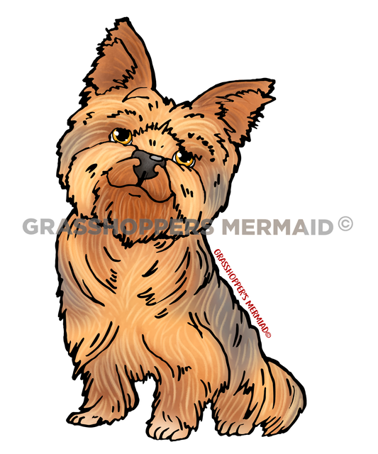 Yorkie