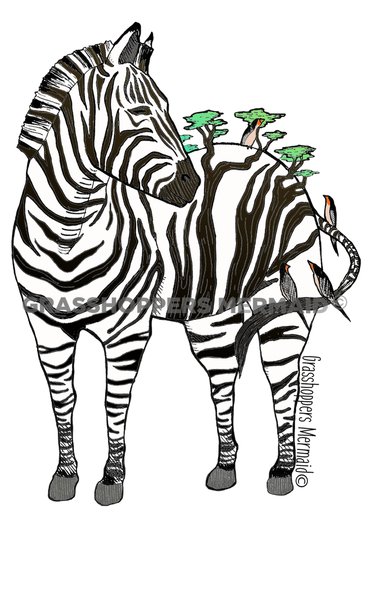 Zebra