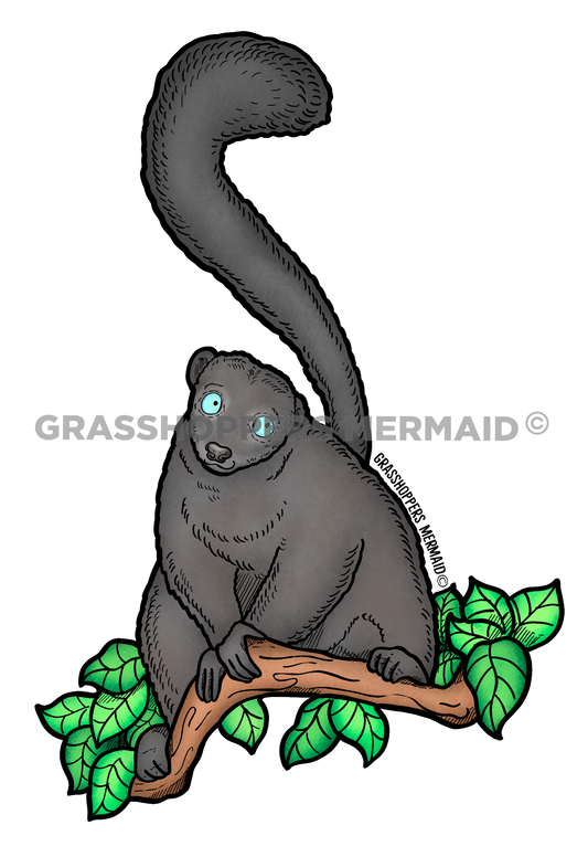 Blue Eyed Black Lemur