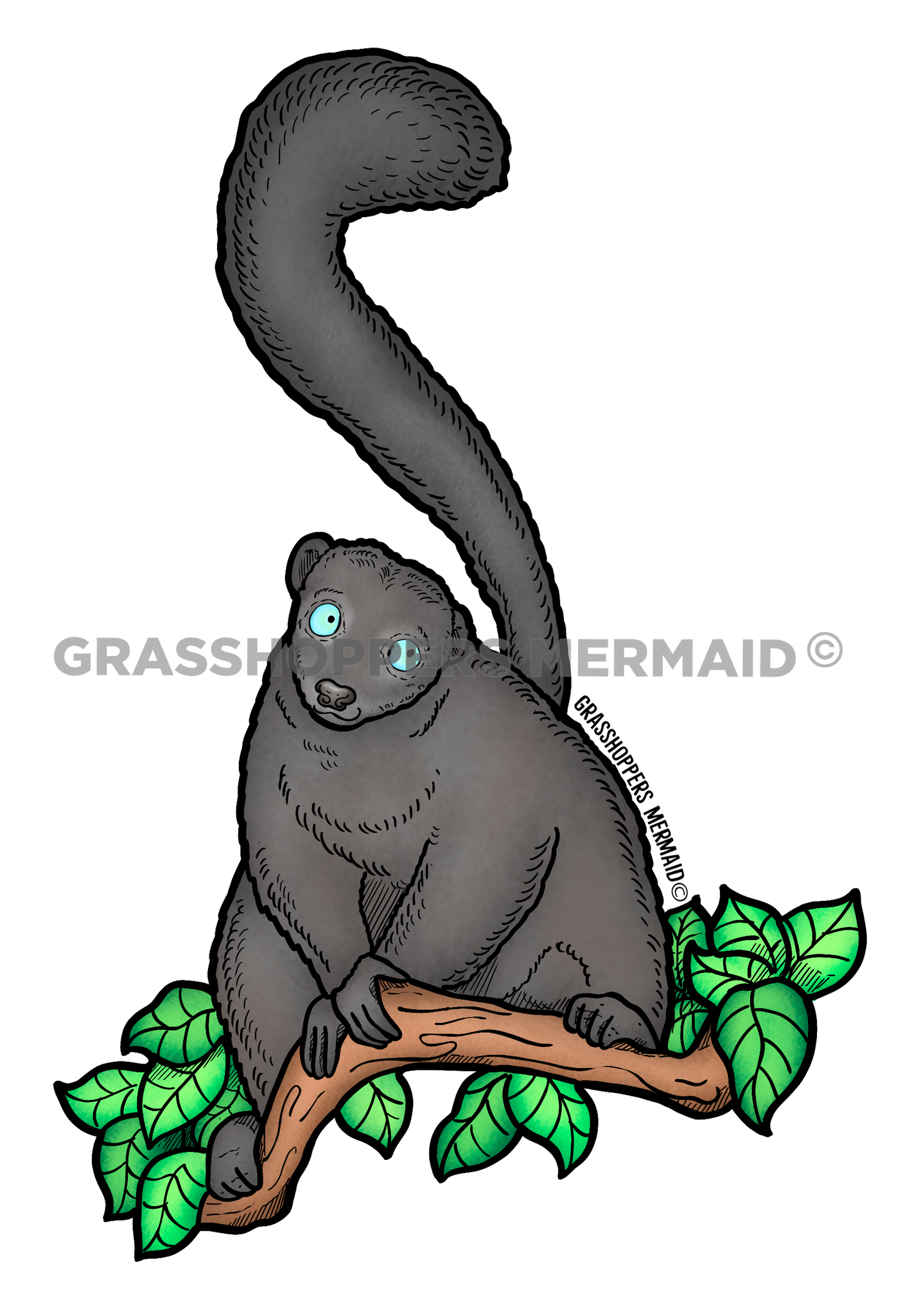 Blue Eyed Black Lemur