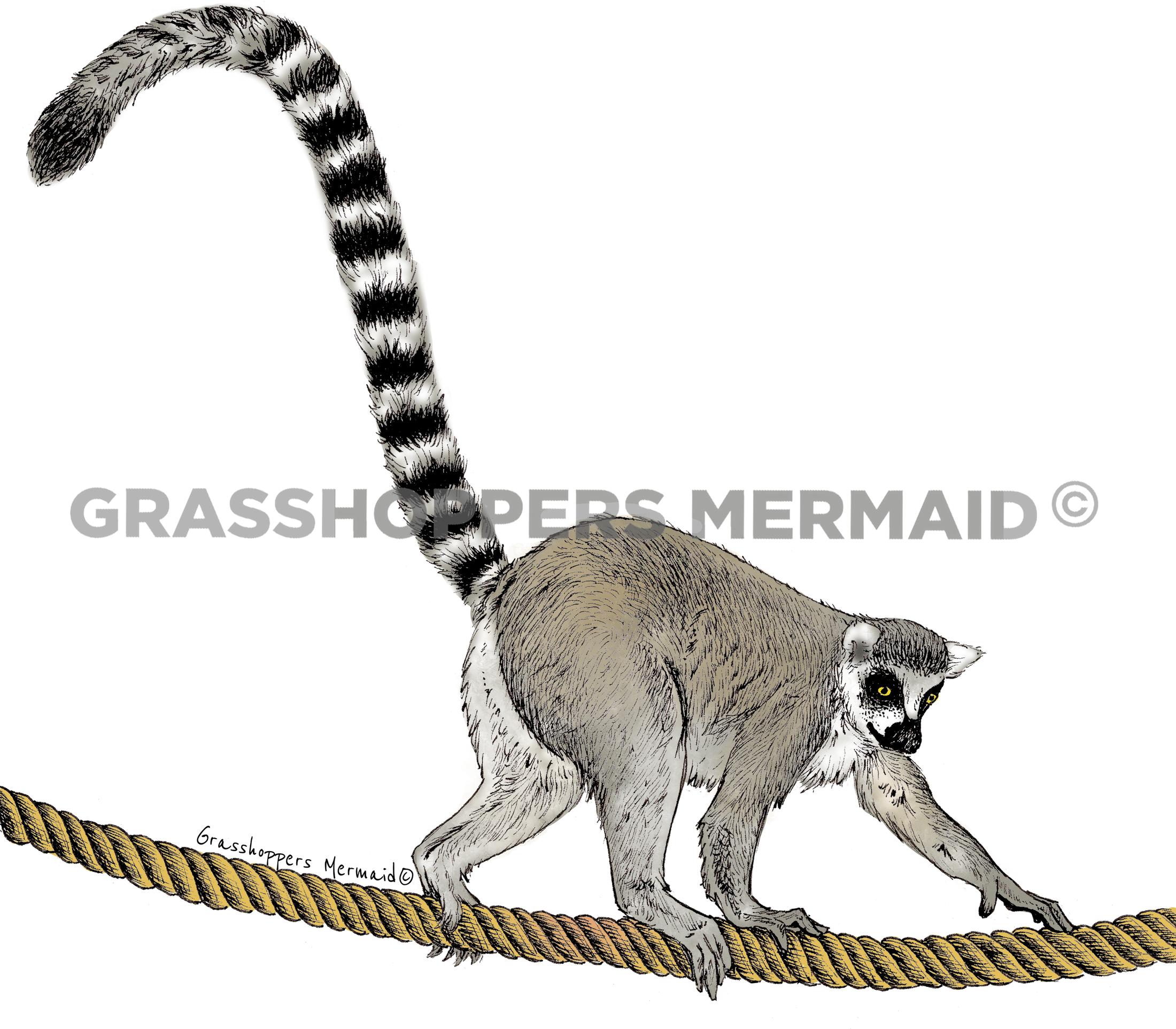 Ring-tailed Lemur