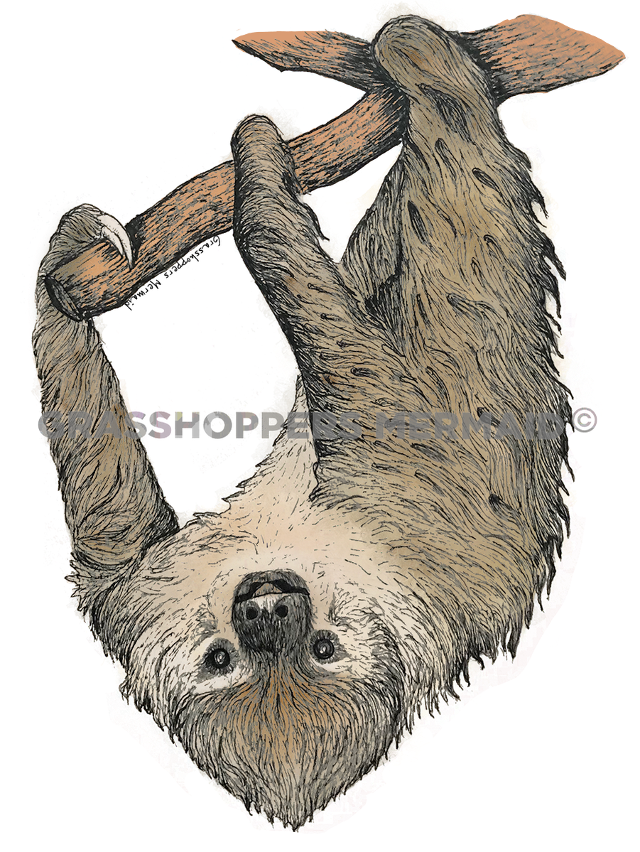Two-Toed Sloth