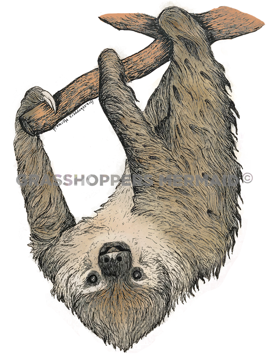 Two-Toed Sloth